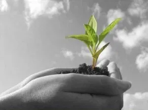 Hands holding a green seedling, symbolizing eco-friendly cleaning
